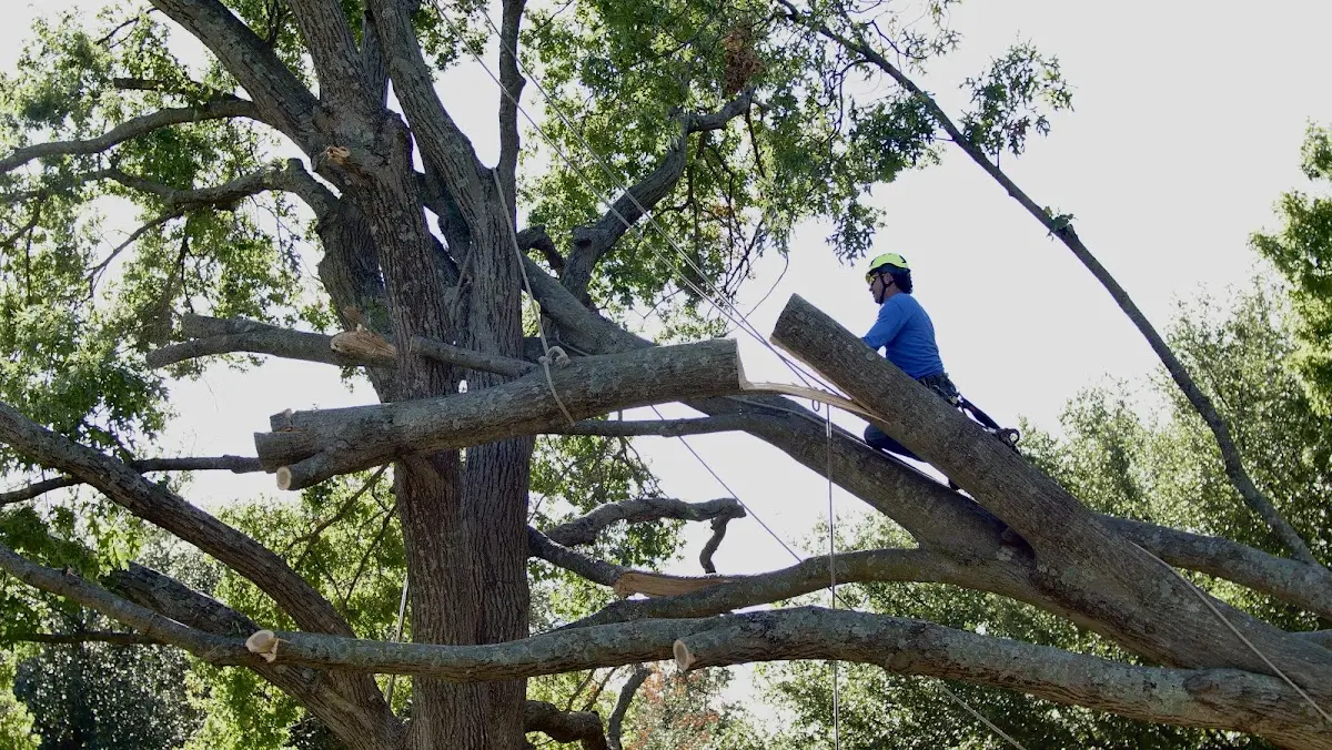 Professional Hazardous Tree Removal performed by certified arborists in Cyril