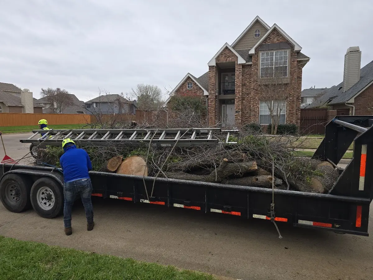 Expert Tree Pest Control with proper safety equipment in Cyril